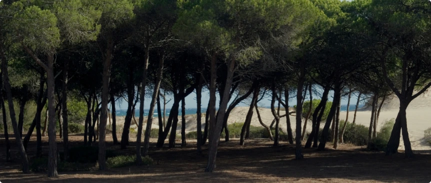 Dune Jardin entretien jardin haie bassin arcachon